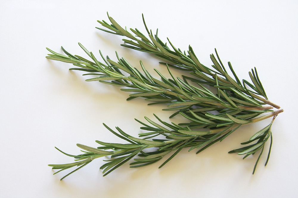 rosemary_spice_kraeuer