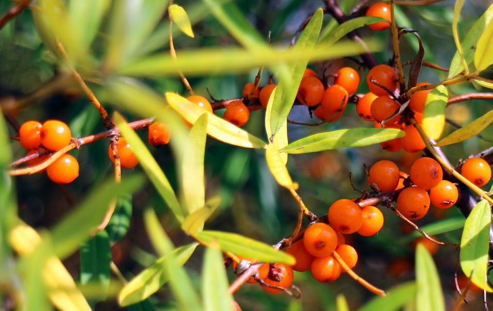 sea-buckthorn-440791_960_720