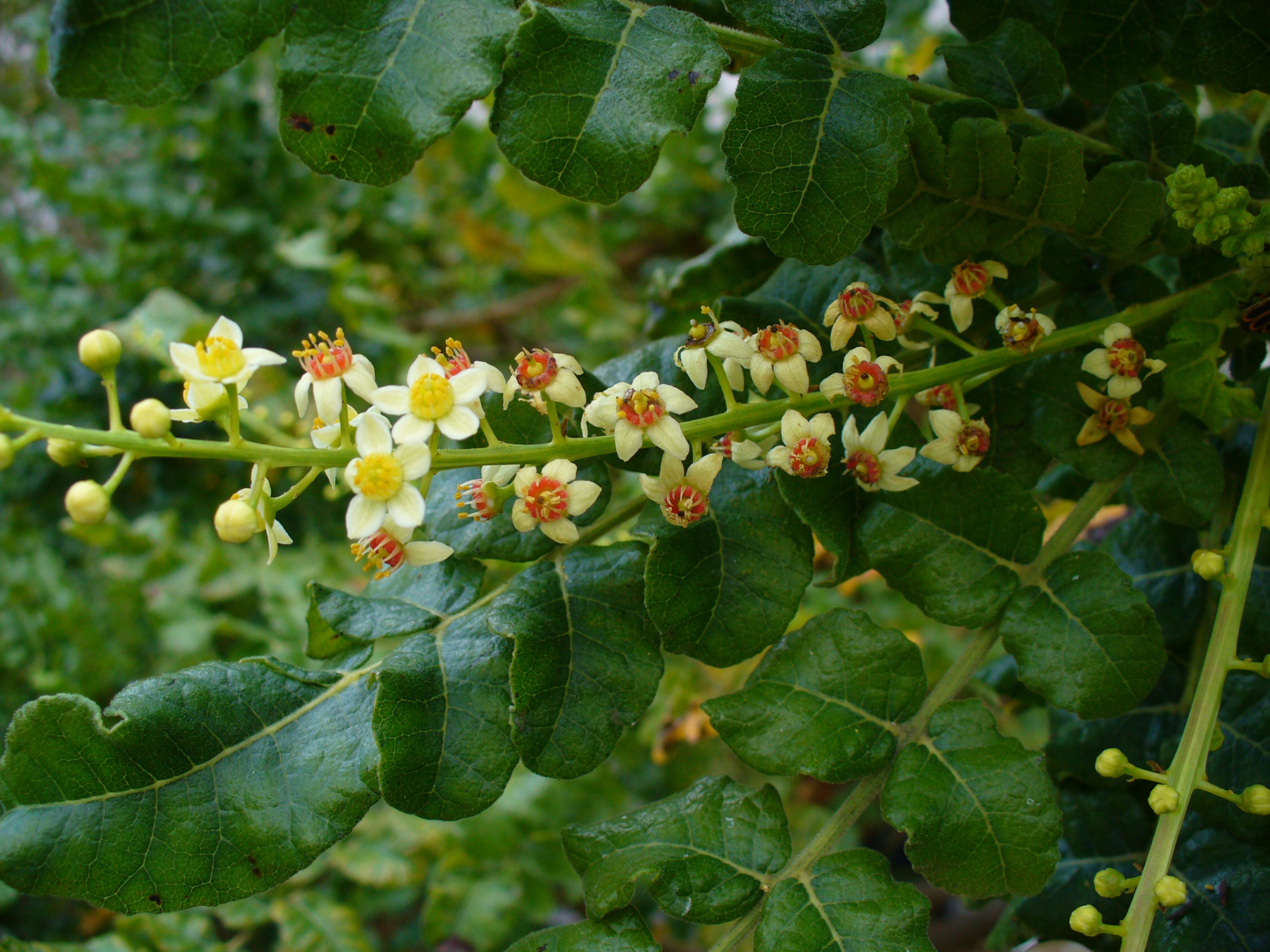 These are the beautiful flowers and branches of the frankincense tree, Boswellia sacra, from which frankincense oil is derived 