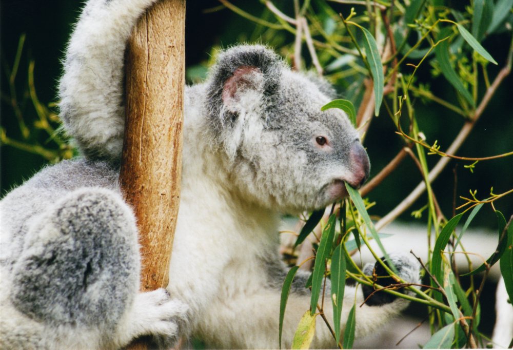 How adorable! A koala munching on some tasty eucalyptus leaves :)