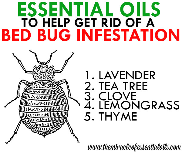 essential oils for bed bugs