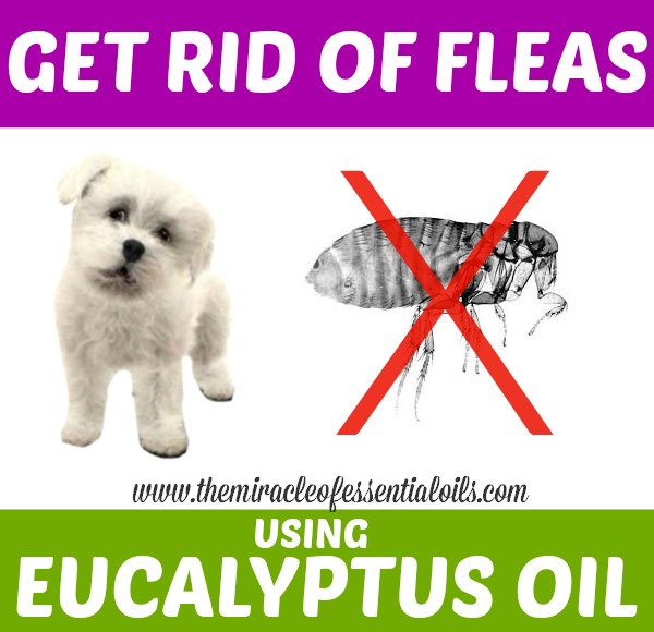 eucalyptus oil for fleas on dogs 