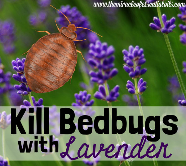 Does Lavender Repel Bed Bugs?