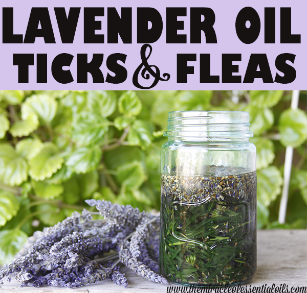 lavender oil for ticks and fleas