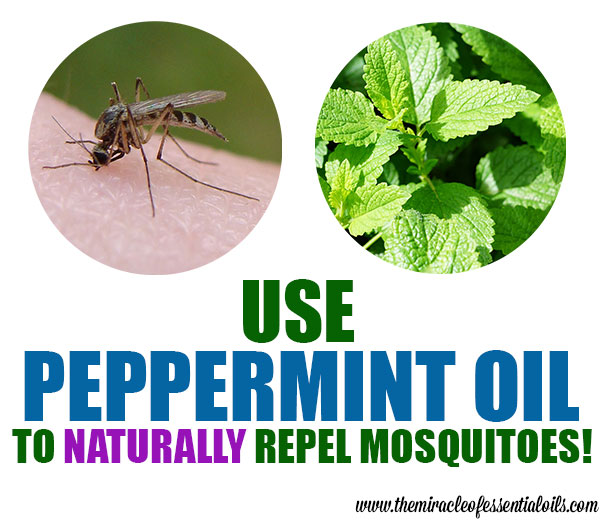 peppermint oil for mosquitoes