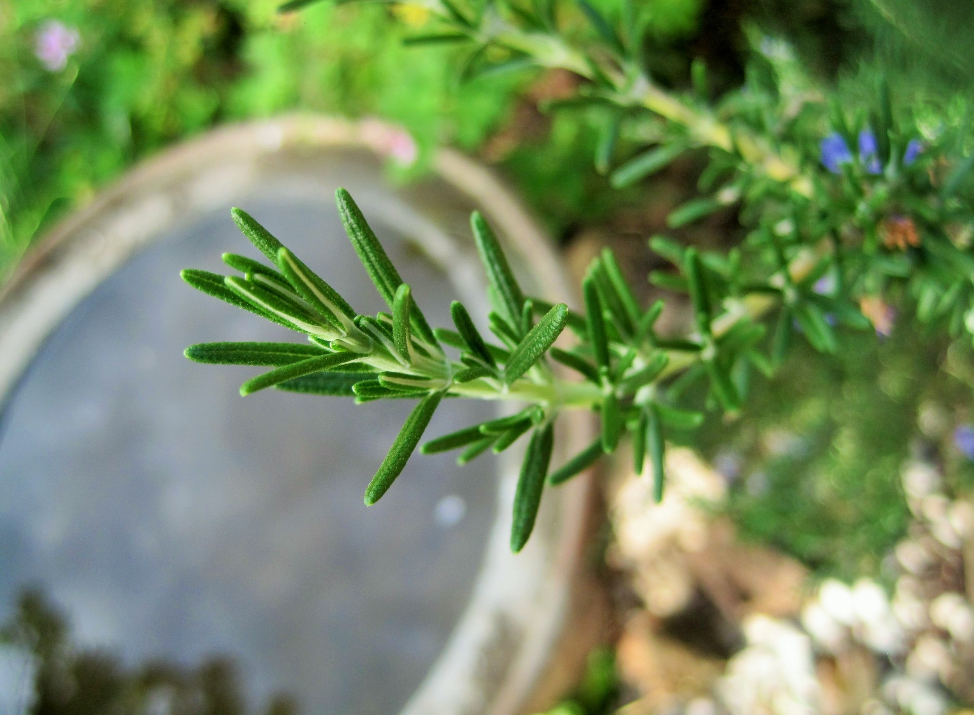 sprig-of-rosemary