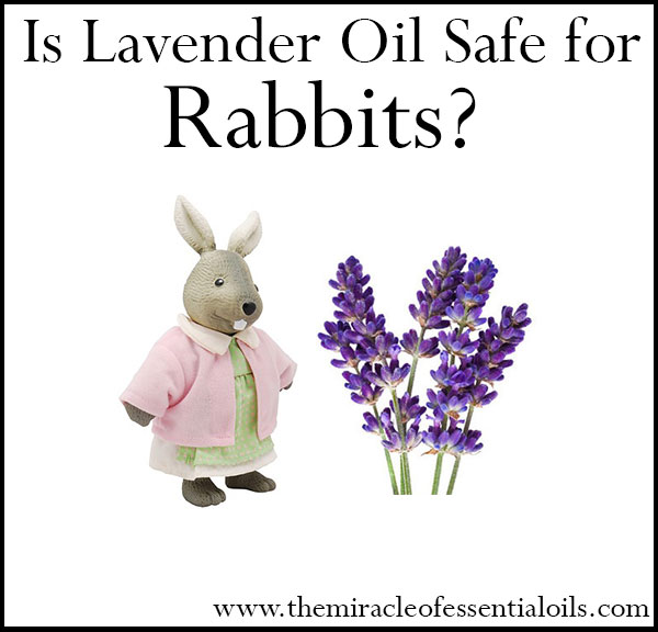 is lavender oil safe for rabbits