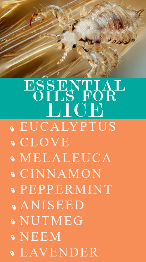 What are the Best Essential Oils for Lice?