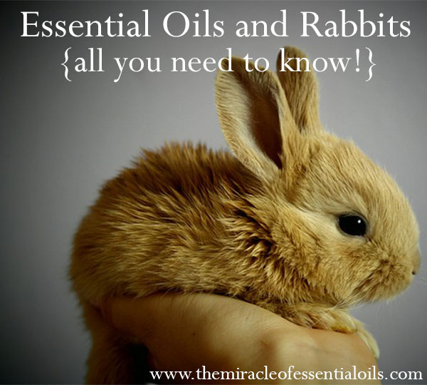 What Essential Oils Are Safe for Rabbits?