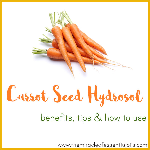 Carrot Seed Hydrosol Benefits, Tips & How to Use