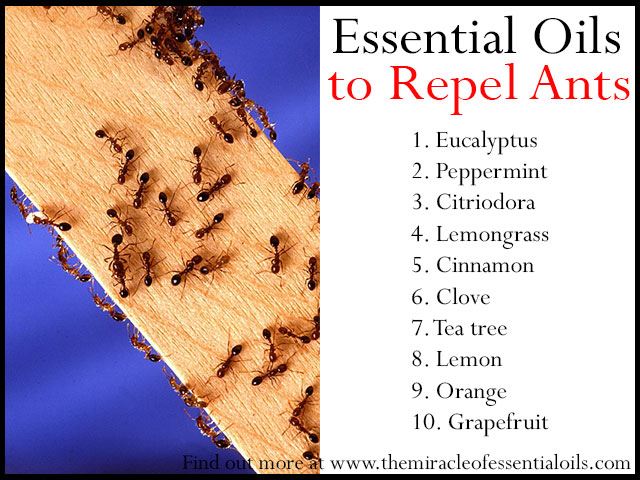 7 Repellent Essential Oils for Ants