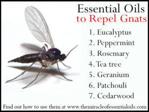 gnats repellent themiracleofessentialoils gnat bug tellwut