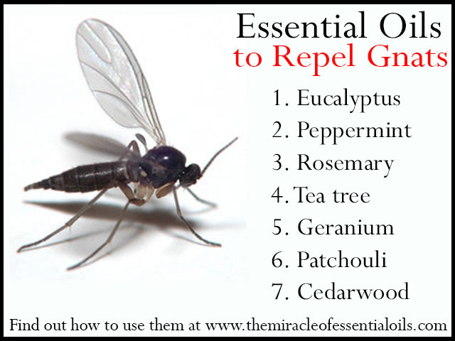 7 Repellent Essential Oils for Gnats