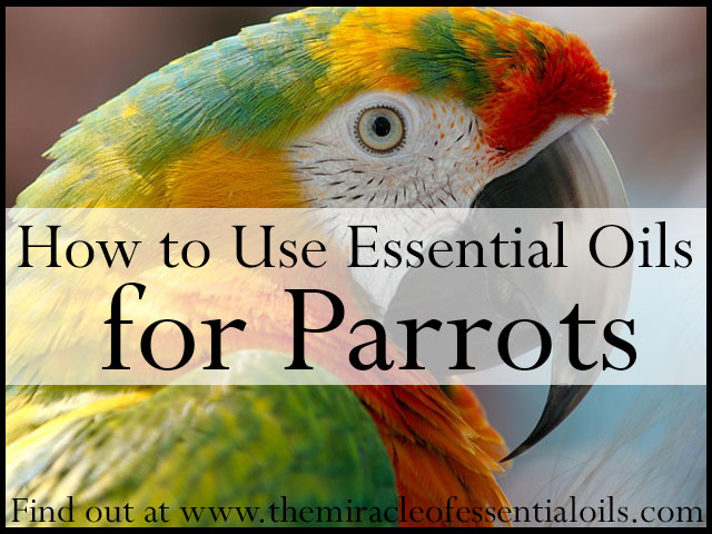 essential oils for parrots