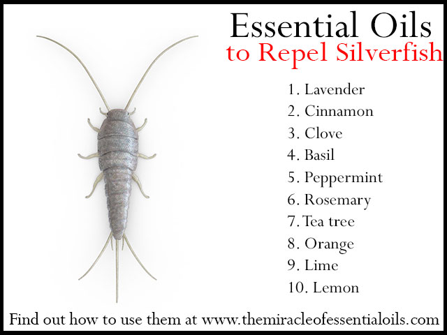 essential oils for silver fish