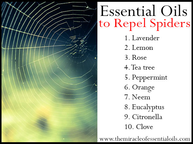 10 Essential Oils for Keeping Spiders Away