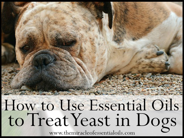 7 Essential Oils for Yeast in Dogs