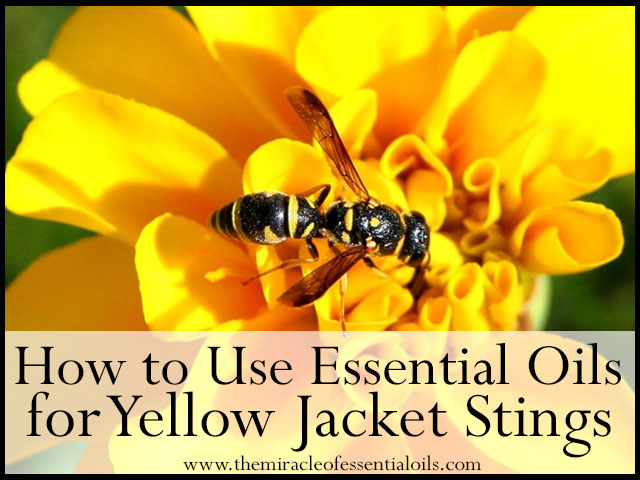 essential oils for yellow jacket stings