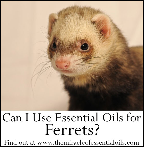 essential oils for ferrets