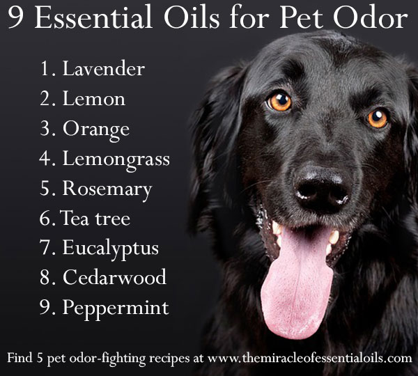 essential oil dog urine repellent