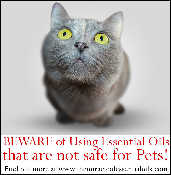 essential oils not safe for pets