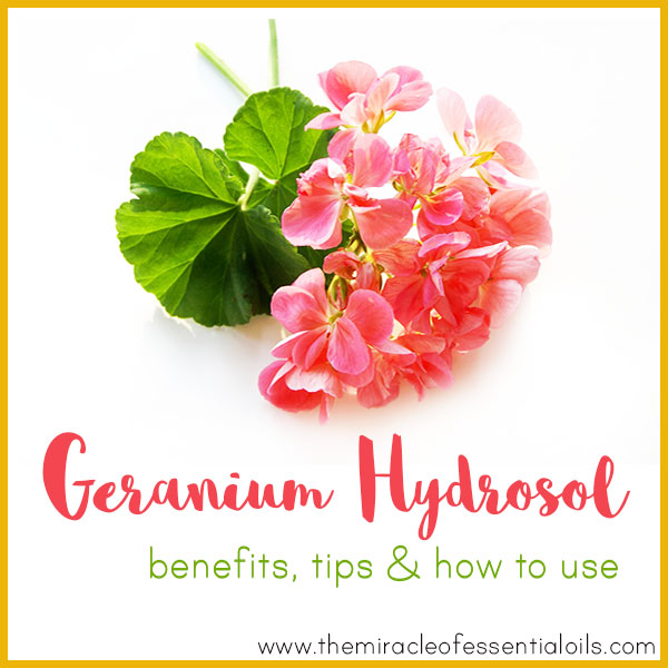 9 Geranium Hydrosol Benefits, Tips & How to Use The Miracle of