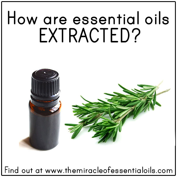 how are essential oils extracted