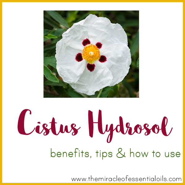 cistus hydrosol benefits