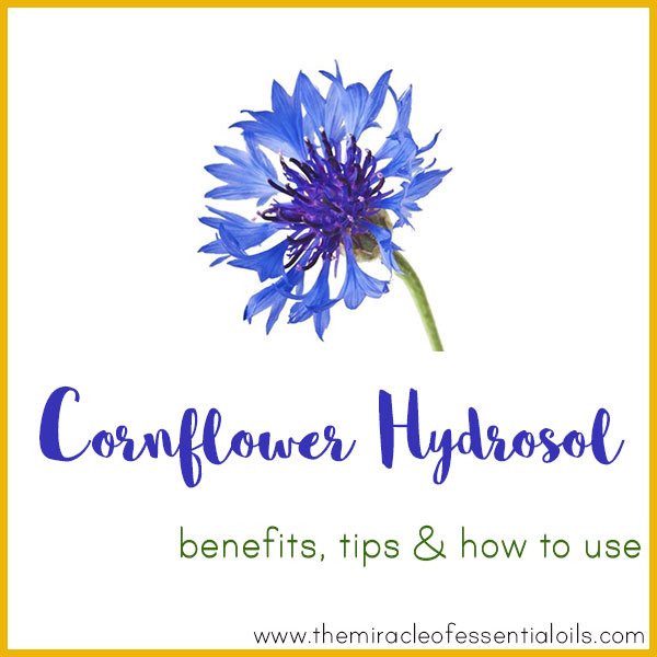 Cornflower Hydrosol Benefits, Tips & How to Use