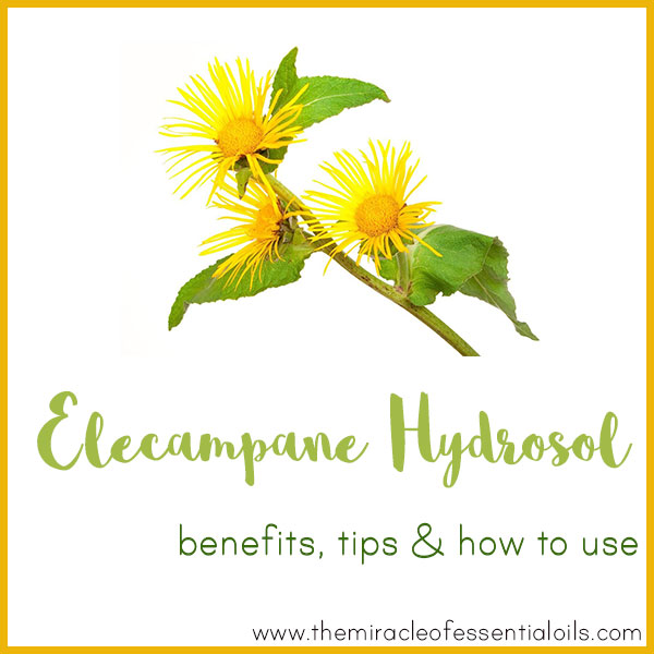 elecampane hydrosol benefits