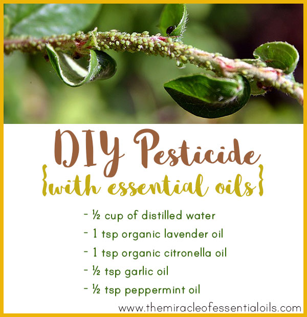 Homemade Essential Oil Pesticide