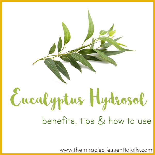 Eucalyptus Hydrosol Benefits, Tips & How to Use