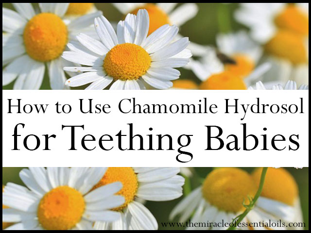 German Chamomile Hydrosol for Teething