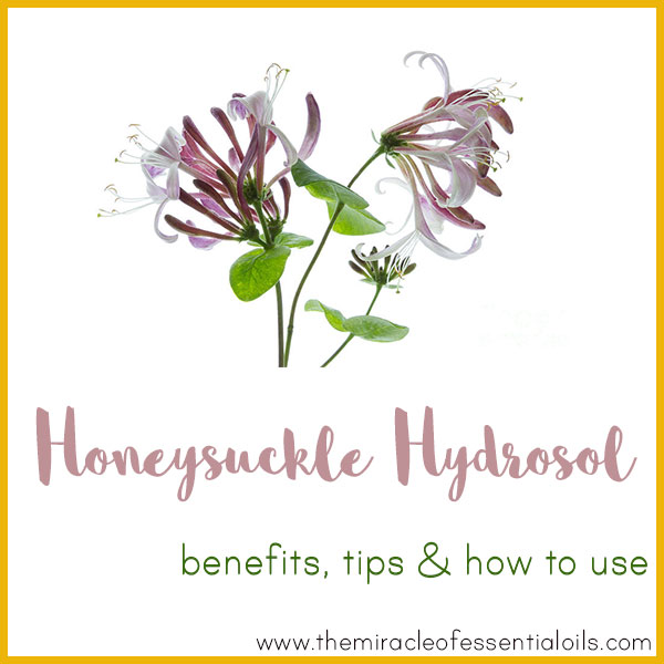 Honeysuckle Hydrosol Benefits, Tips & How to Use