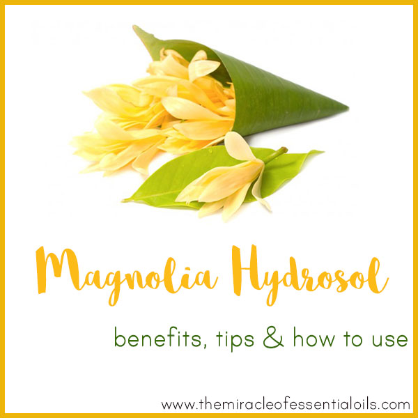 Magnolia Hydrosol Benefits, Tips & How to Use