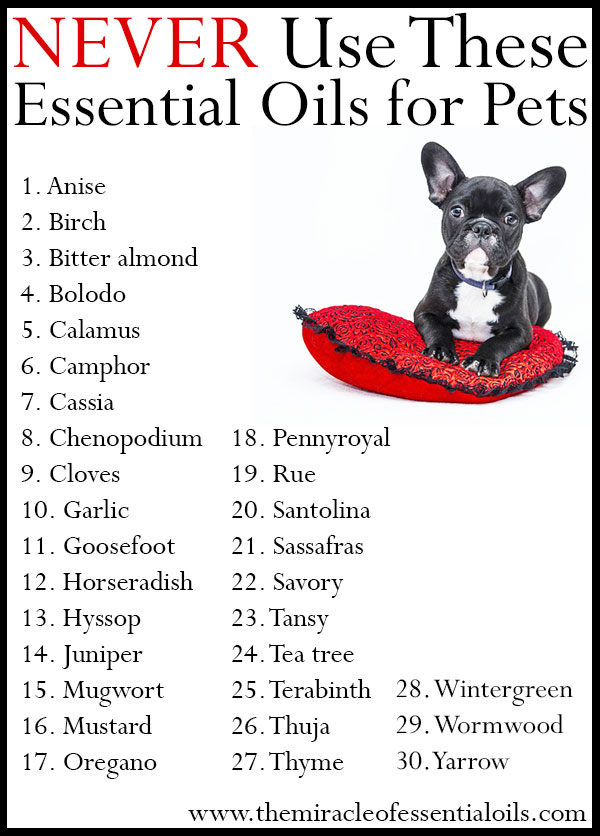 Never Use These Essential Oils for Pets