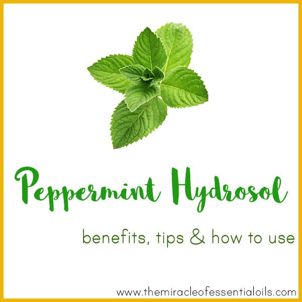 Peppermint Hydrosol Benefits, Tips & How to Use