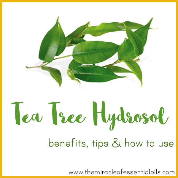 Tea Tree Hydrosol Benefits, Tips & How to Use The Miracle of Essential Oils