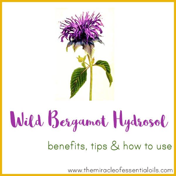 wild bergamot hydrosol benefits