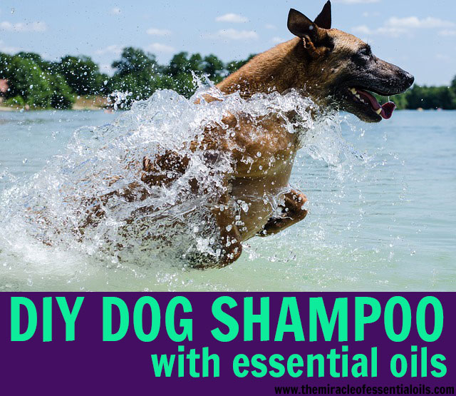 DIY Essential Oil Dog Shampoo | Natural & Safe