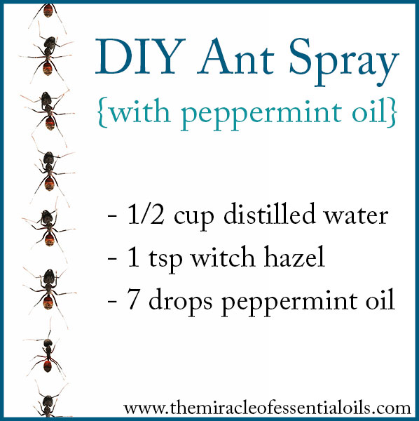 DIY Essential Oil Ant Spray