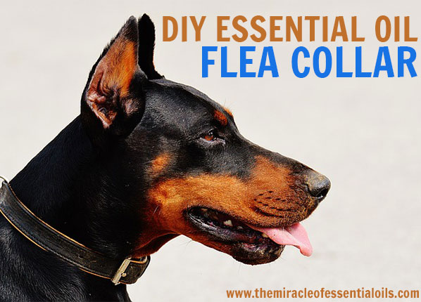 Commercial flea collars and repellents can be toxic for your furry friend. Find out how to make a much safer DIY essential oil flea collar at home! 