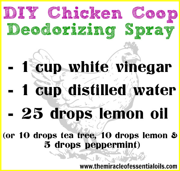 Use this DIY chicken coop deodorizing spray for green cleaning your chicken coop!