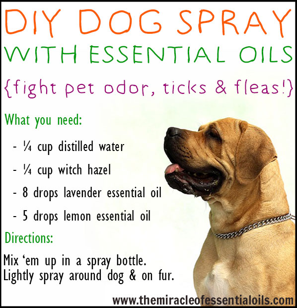 DIY Essential Oil Dog Spray