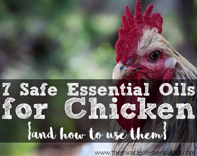 Top 7 Essential Oils for Chicken Care & How to Use