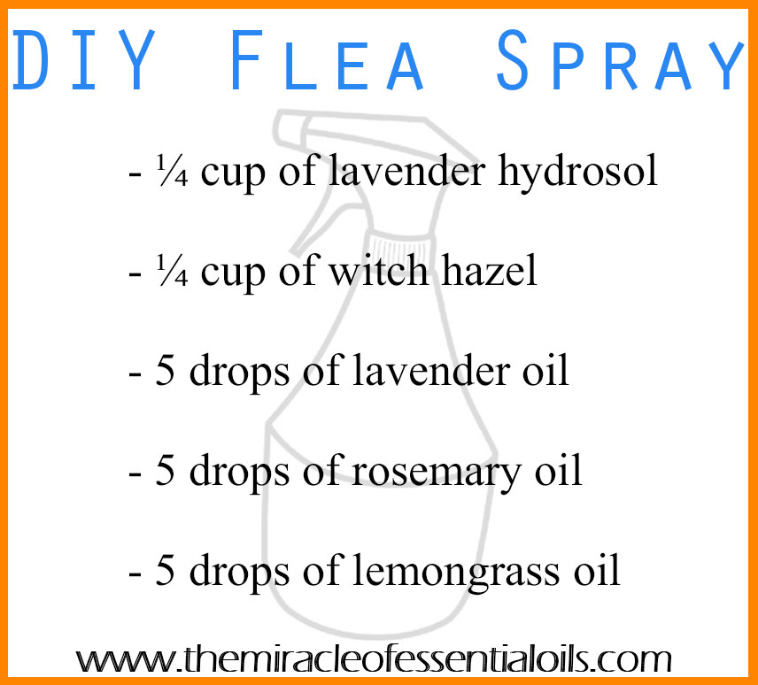 DIY Essential Oil Flea Spray