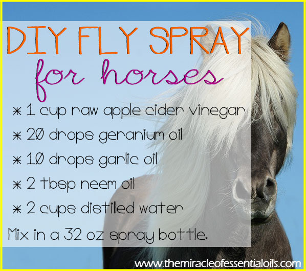 Make this completely chemical- free plus very simple homemade essential oil fly spray for horses! 