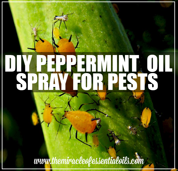 DIY Peppermint Oil Spray for Garden Pests